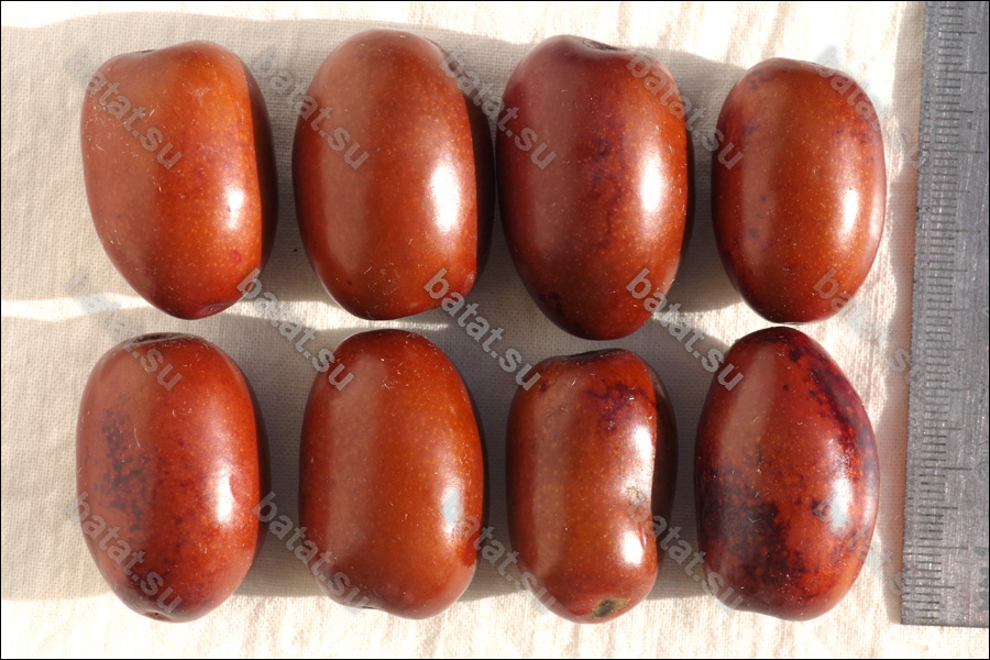 Плоды унаби Вахш.