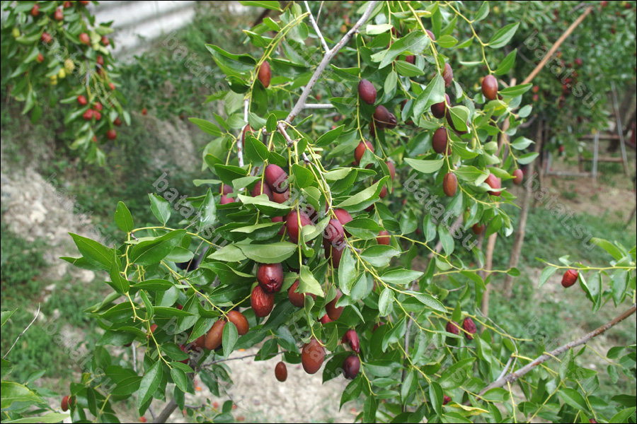Ветви с плодами унаби Я-Цзао.