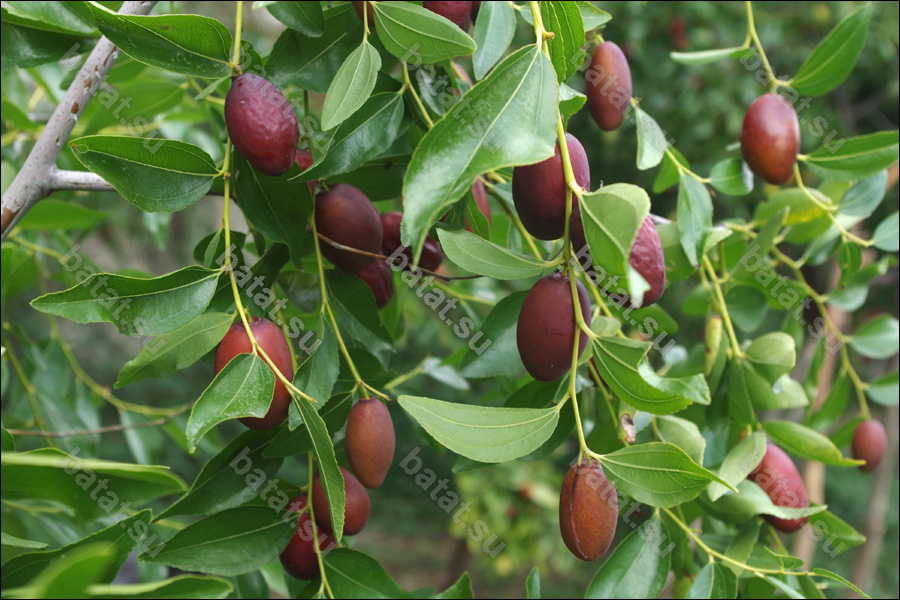 Ветви с плодами унаби Я-Цзао.