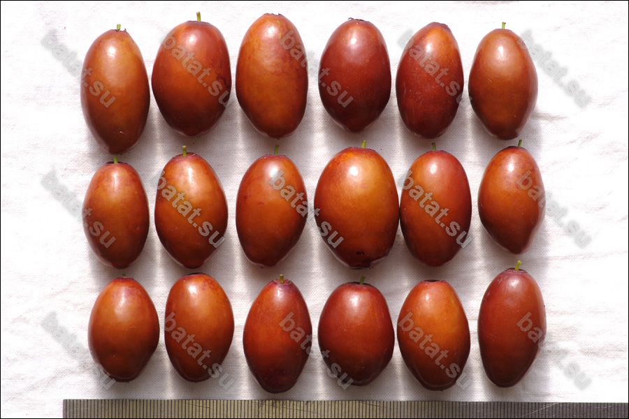 Плоды унаби сорта Я-Цзао.