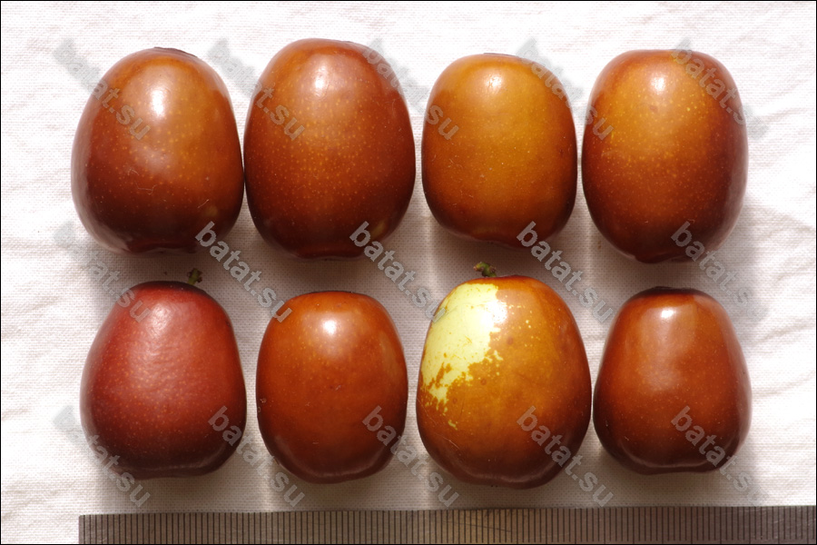 Плоды унаби сорта Ялита.